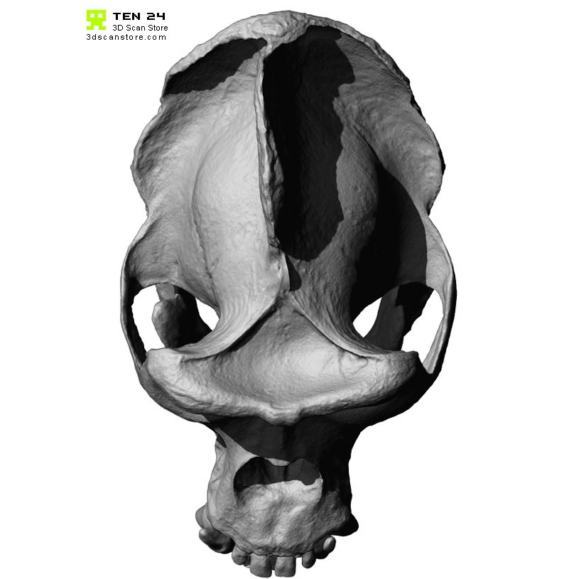3d print files skull gorilla skull